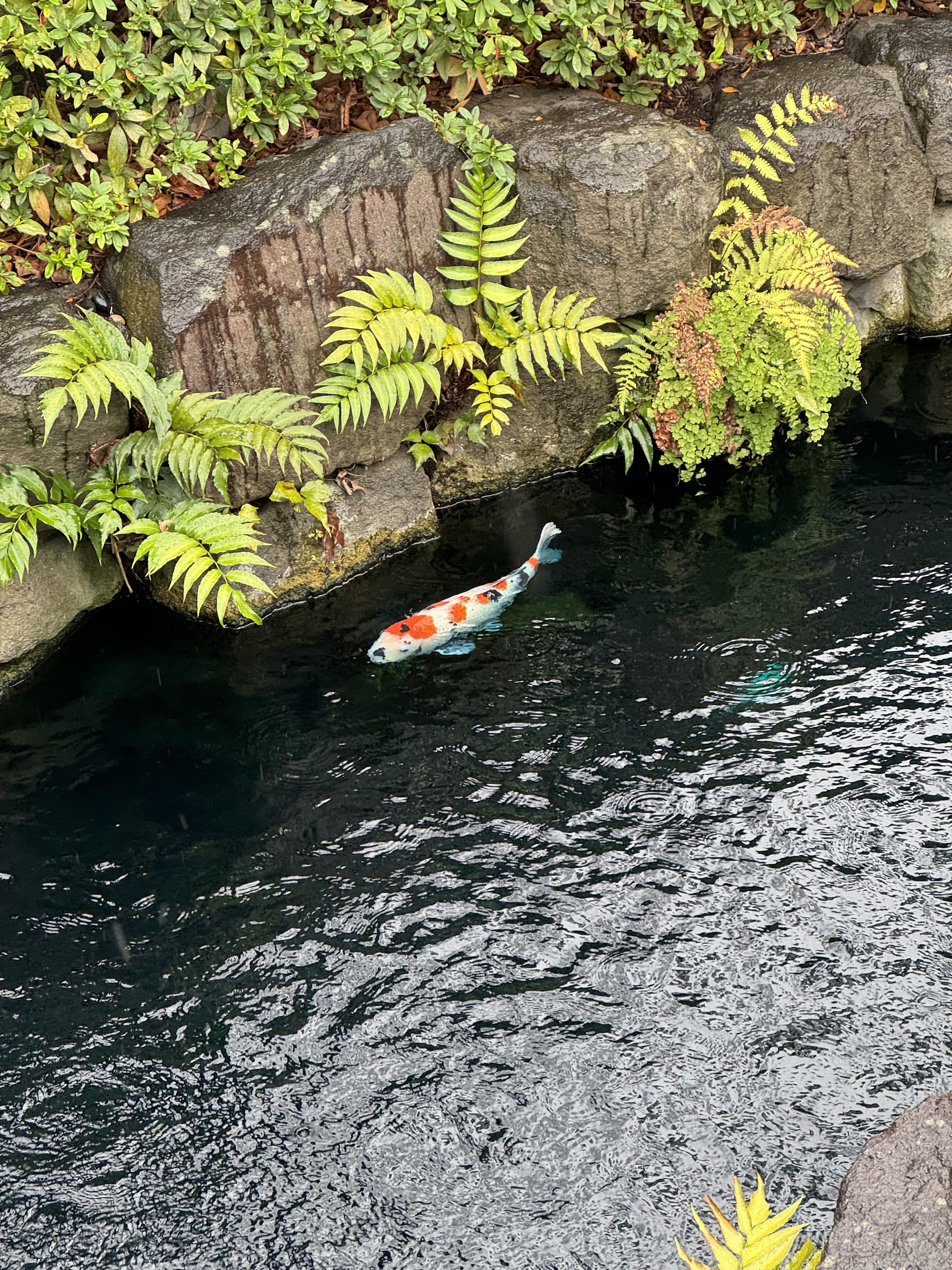 Tokyo2024Koi